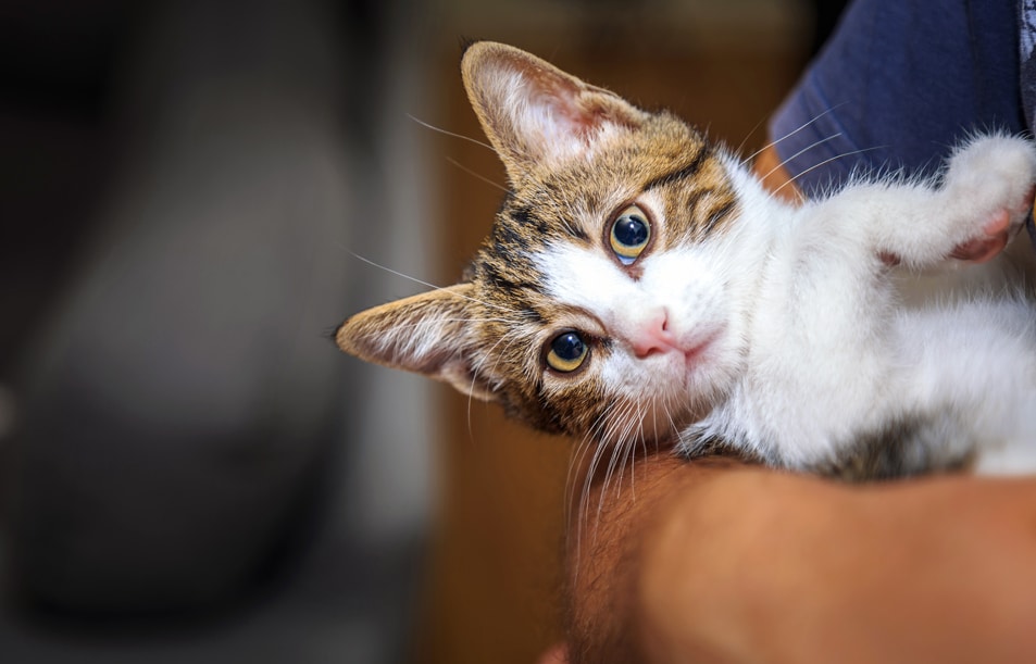 Emergencies Hero Banner