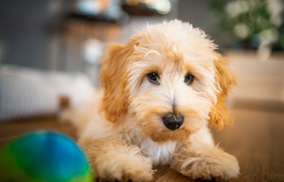 Pet Gallery Hero Banner