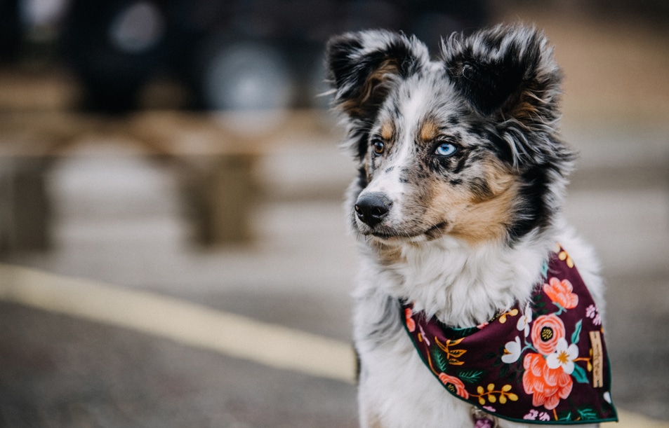 Pet Library Hero Image